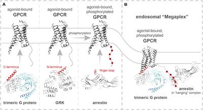 Differential Regulation of GPCRs—Are GRK Expression Levels the Key?